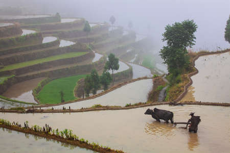 Asian farmer working with his buffalo on terraced rice field in Chinaの写真素材