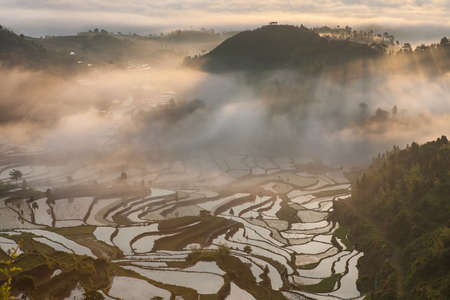 Rice fields on terraced in surice, Chinaの写真素材