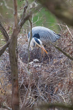 Great Blue Heron and chicks ion the nestの写真素材