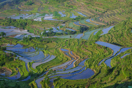 Rice fields on terraced in surice, China