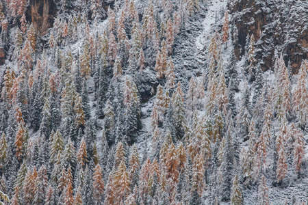 Snowy trees under first snow in Dolomites Italyの写真素材