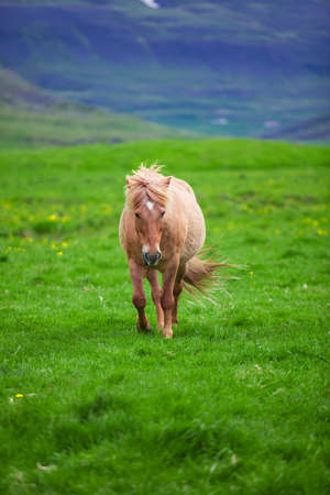 A lovely  Icelandic Horse in a field on a sunny dayの写真素材