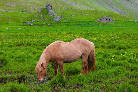 A lovely  Icelandic Horse in afield on sunny dayの写真素材