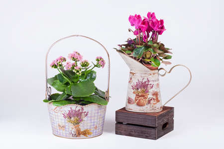 Violets flower in vintage pots isolated on white backgroundの写真素材