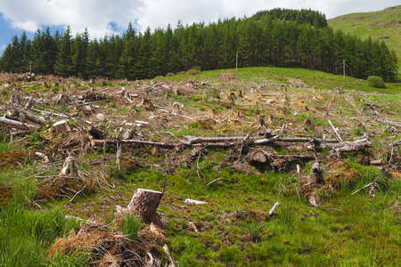 Pine tree forestry exploitation in a sunny day near Glencoe, in the Highlands of Scotland. Stumps and logs show that overexploitation leads to deforestation endangering environment and sustainability.の写真素材
