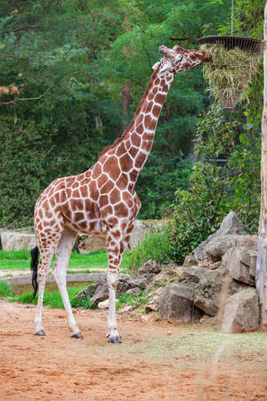 Rothschild's giraffe in national park. Giraffa camelopardalis rothschildi.の写真素材