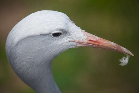 Anthropoides paradisea, or Grus paradisea, Spring portretの写真素材