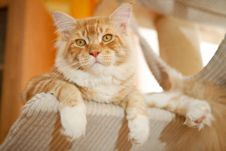 Maine Coon Kitten on the scratching postの写真素材