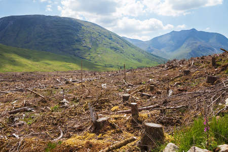 Pine tree forestry exploitation in a sunny day near Glencoe, in the Highlands of Scotland. Stumps and logs show that overexploitation leads to deforestation endangering environment and sustainability.の写真素材