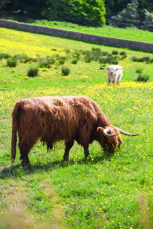 A Highland Cow standing in water to cool off on a hot summer day. Typical scottish highland Cow. Stirling, Scotland, UKの写真素材