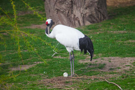 Two Red-crowned crane near nest with one egg. Grus japonensisの写真素材