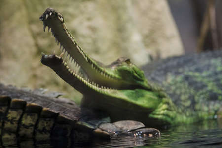 Gharial crocodile, also knows as the gavial crocodile. Gavialis gangeticus crocodileの写真素材