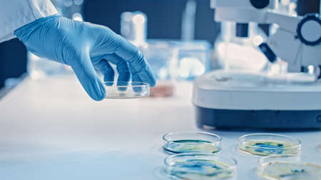 Scientist Works with Petri Dishes with Various Bacteria, Tissue and Blood Samples. Concept of...
