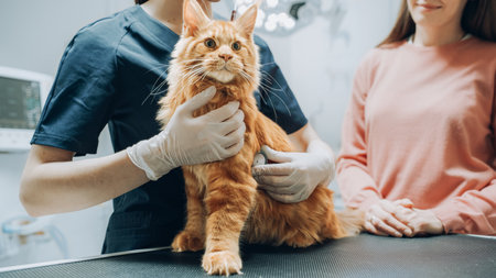 Female Veterinarian Using Stethoscope to Diagnose a Red Pet Maine Coon That is Sitting on a Check Up Table. Young Beautiful Cat Mom Holding and Petting the Kitten toの写真素材