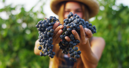 Close up of young woman holding bunch of grapes in vineyard.の写真素材