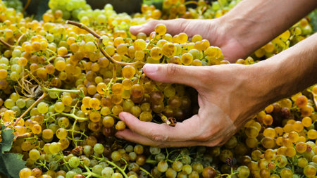 Close-up of hands of a man harvesting grapes at the vineyardの写真素材