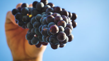 Bunch of grapes in hand on blue sky background. Close up.の写真素材