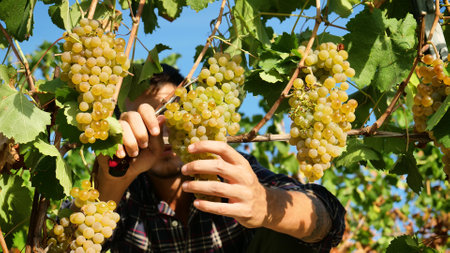 Male vineyard worker picking ripe white grapes from vineyard in autumnの写真素材