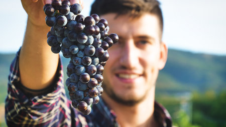 Portrait of smiling young man holding bunch of grapes in vineyardの写真素材