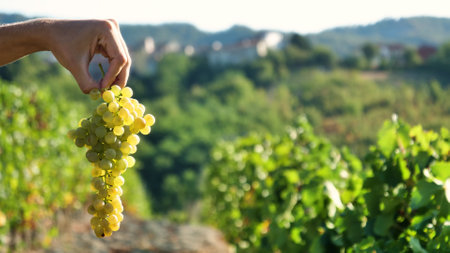 Female hand holding a bunch of grapes in vineyard on sunny dayの写真素材