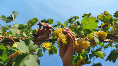 Winegrower's hands harvesting white grapes in the vineyard