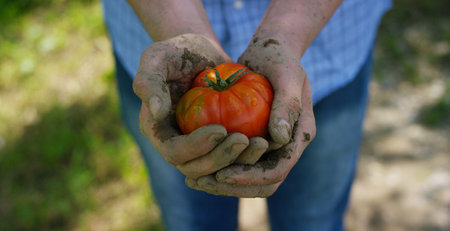 Farmer holding a tomato in his hands. Close-up.の写真素材
