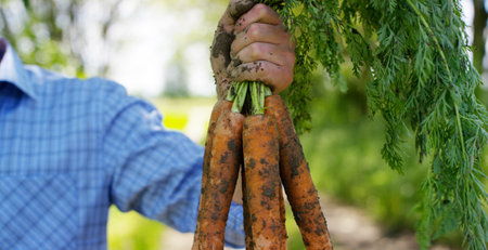 Close-up of farmer's hands holding fresh carrots in the gardenの写真素材