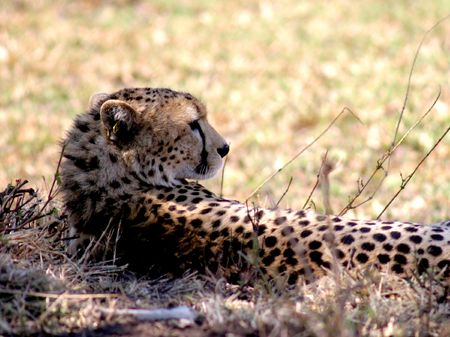 Resting Cheetahの写真素材