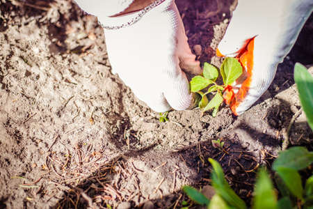 Close up image of hands in gloves holding green plantの写真素材