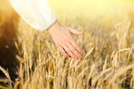 Hand touching barley stems on golden field on sunny day