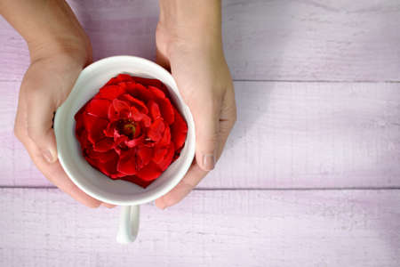 Hands holding white cup with big red flower in it. Pale lilac planks background can be used for copy space.の写真素材