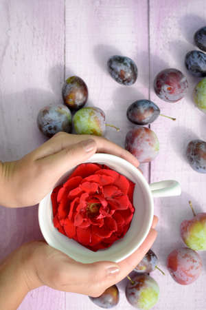 Top view of red rose in white cup. Woman holding cup from both sides. Many plumbs are organized around.の写真素材