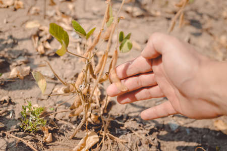 Picture of hand touching beans at harvest time. Plants with riped pods on blurred countryside background.の写真素材