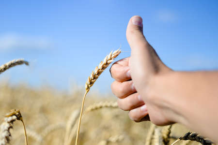 Close up picture on hand with finger up at the wheat on sunny day outdoors backgroundの写真素材