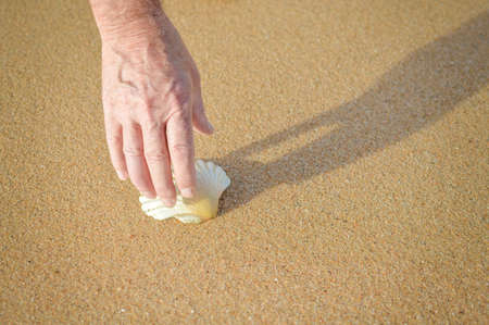 Closeup photo of adult hand picking beautiful while shell from yellow wet sandの写真素材