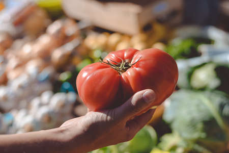 Closeup photo of big red ripe tomato in buyers hand on farm market backgroundの写真素材