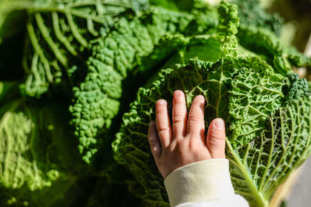 Closeup photo of small child hand touching crinkled surface of fresh green savoy cabbage leafの写真素材