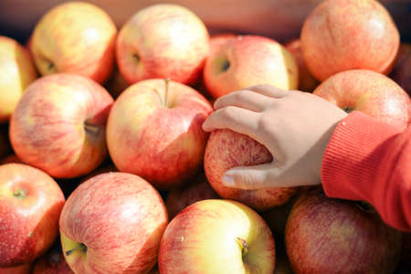 Closeup of child's hand taking apple. Store display full of red yellow apples on purple box background.の写真素材