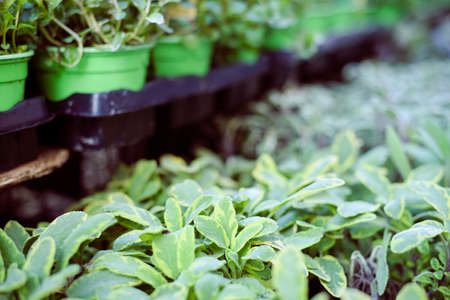 Green plants in pots raw line display, closeup leavesの写真素材
