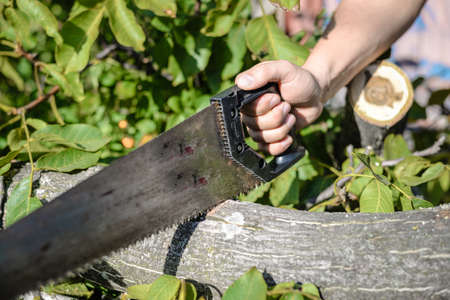 Man cutting a wood tree with a hand saw on green outdoors, closeup.の写真素材