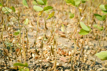 Soy beans field outdoors before harvest timeの写真素材