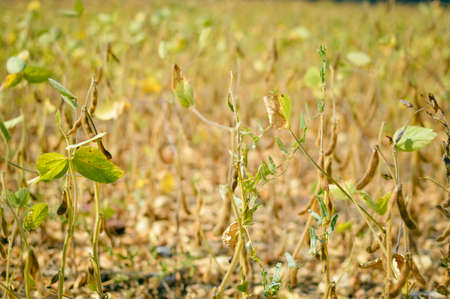 Soy beans field outdoors before harvest timeの写真素材