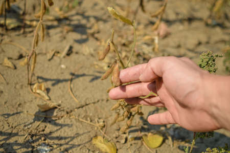 Closeup on hand in soy bean cultivated agricultural field backgroundの写真素材