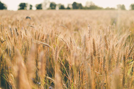 Ripening ears of wheat field on sunset background, natural production