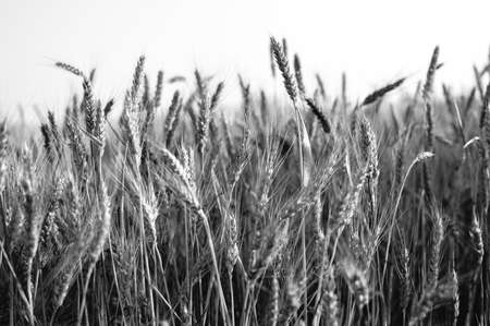 Ripening ears of wheat field on sunset background, natural productionの写真素材