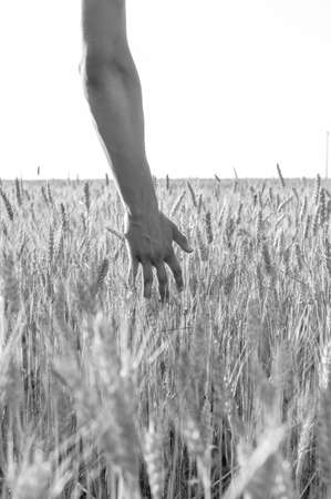 Background with hand in wheat field nature outdoors, closeupの写真素材