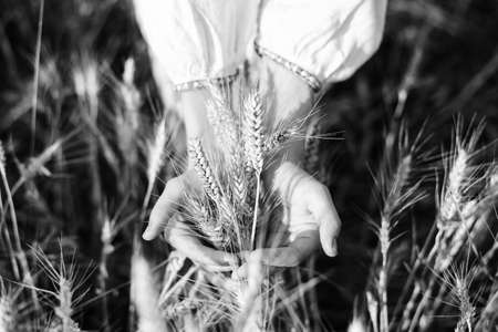 Black and white photography closeup of two hands holding wheat spikes on field. Rustic outdoor scene backgroundの写真素材