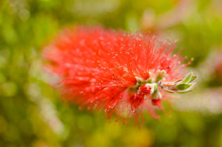 Australian CALLISTEMON PLANT red bottle brush flower blooming on sunny outdoors. Closeup on vibrant colorful exotic natural floral bright lieves backgroundの写真素材