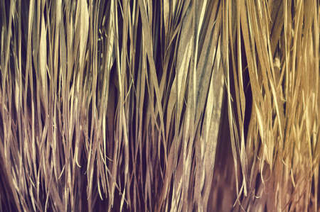 Old dry palm tree leaves textured natural organic outdoors background, close up grunge detailed...