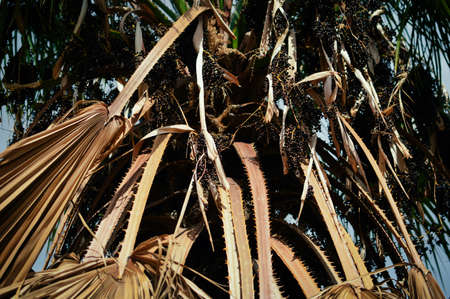 Old dry palm tree leaves textured natural organic outdoors background, close up grunge detailed photography. Environment aging forestry plantation protection. Weathered wooden surface designの写真素材